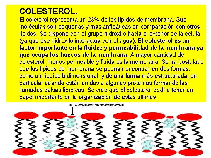 COLESTEROL. El coleterol representa un 23% de los lípidos de membrana. Sus moléculas son COLESTEROL. El coleterol representa un 23% de los lípidos de membrana. Sus moléculas son