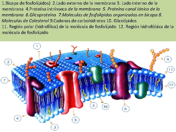 1. Bicapa de fosfolípidos) 2. Lado externo de la membrana 3. Lado interno de 1. Bicapa de fosfolípidos) 2. Lado externo de la membrana 3. Lado interno de