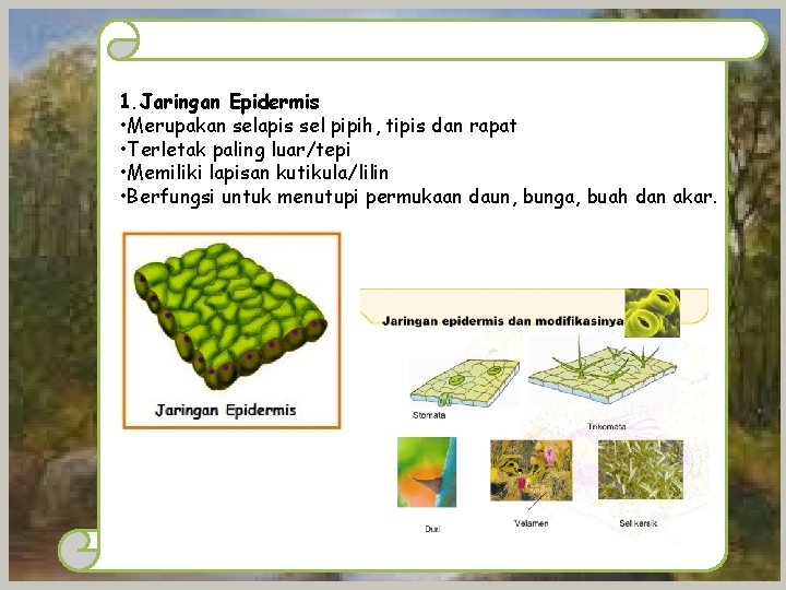 1. Jaringan Epidermis • Merupakan selapis sel pipih, tipis dan rapat • Terletak paling