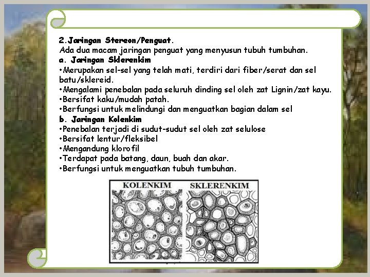 2. Jaringan Stereon/Penguat. Ada dua macam jaringan penguat yang menyusun tubuh tumbuhan. a. Jaringan