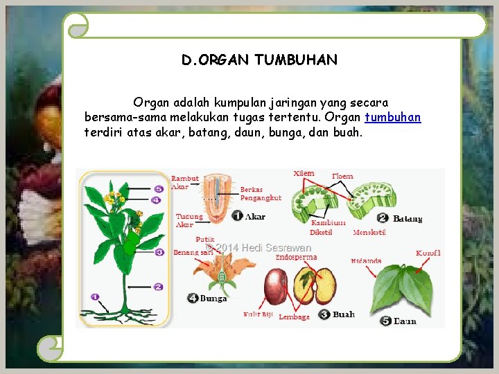 D. ORGAN TUMBUHAN Organ adalah kumpulan jaringan yang secara bersama-sama melakukan tugas tertentu. Organ