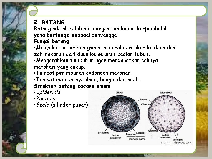 2. BATANG Batang adalah satu organ tumbuhan berpembuluh yang berfungsi sebagai penyangga Fungsi batang