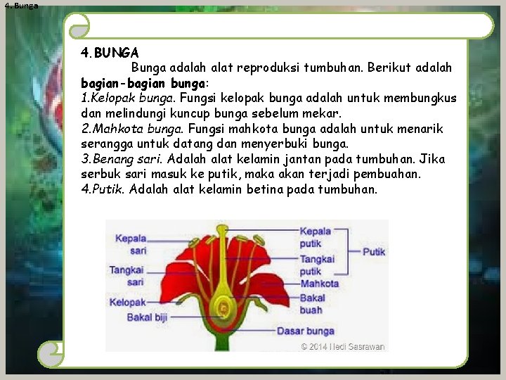 4. Bunga 4. BUNGA Bunga adalah alat reproduksi tumbuhan. Berikut adalah bagian-bagian bunga: 1.