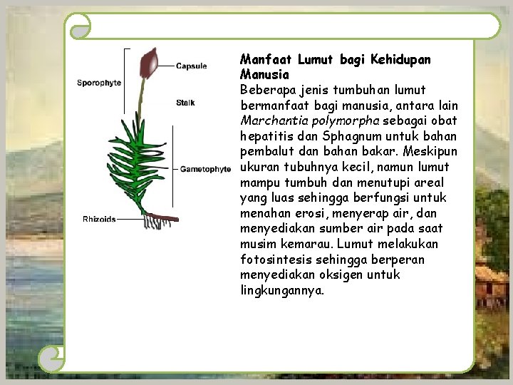 Manfaat Lumut bagi Kehidupan Manusia Beberapa jenis tumbuhan lumut bermanfaat bagi manusia, antara lain