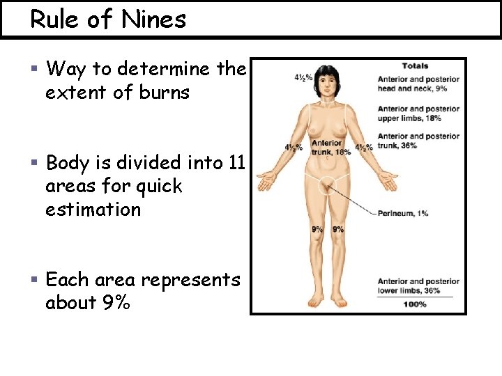 Rule of Nines § Way to determine the extent of burns § Body is