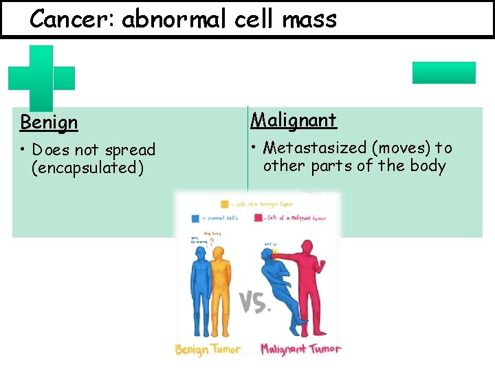Cancer: abnormal cell mass Benign Malignant • Does not spread (encapsulated) • Metastasized (moves)