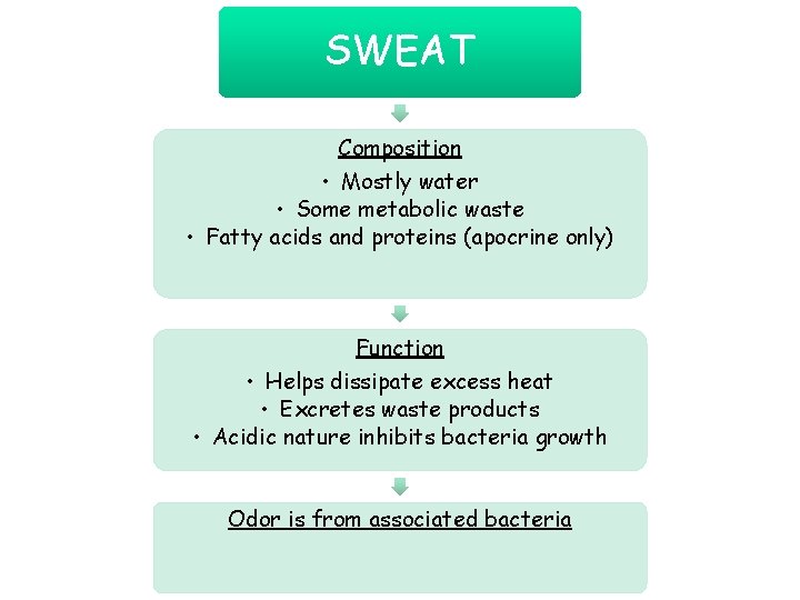 SWEAT Composition • Mostly water • Some metabolic waste • Fatty acids and proteins