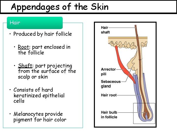 Appendages of the Skin Hair • Produced by hair follicle • Root: part enclosed