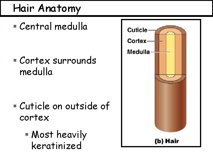 Hair Anatomy § Central medulla § Cortex surrounds medulla § Cuticle on outside of