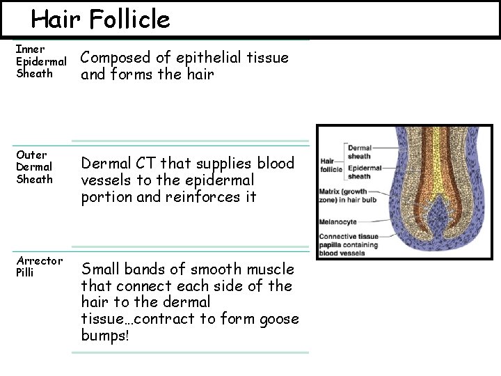 Hair Follicle Inner Epidermal Sheath Composed of epithelial tissue and forms the hair Outer