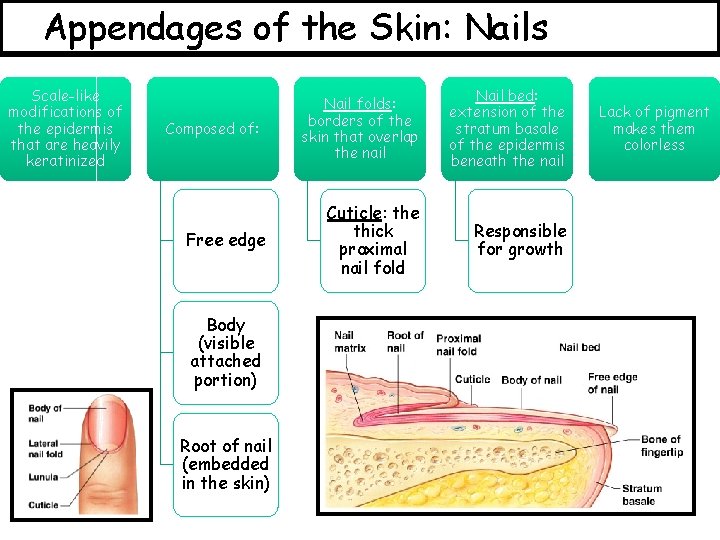 Appendages of the Skin: Nails Scale-like modifications of the epidermis that are heavily keratinized