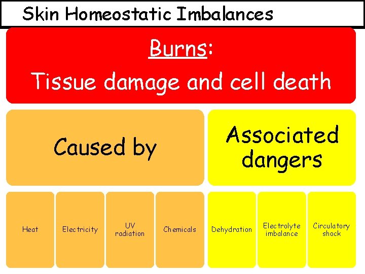 Skin Homeostatic Imbalances Burns: Tissue damage and cell death Associated dangers Caused by Heat