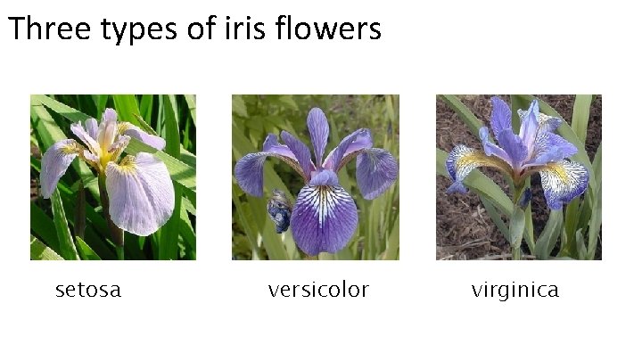 Three types of iris flowers setosa versicolor virginica 