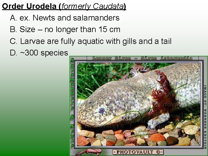 Order Urodela (formerly Caudata) A. ex. Newts and salamanders B. Size – no longer