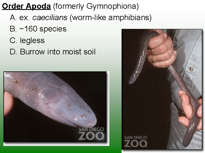 Order Apoda (formerly Gymnophiona) A. ex. caecilians (worm-like amphibians) B. ~160 species C. legless