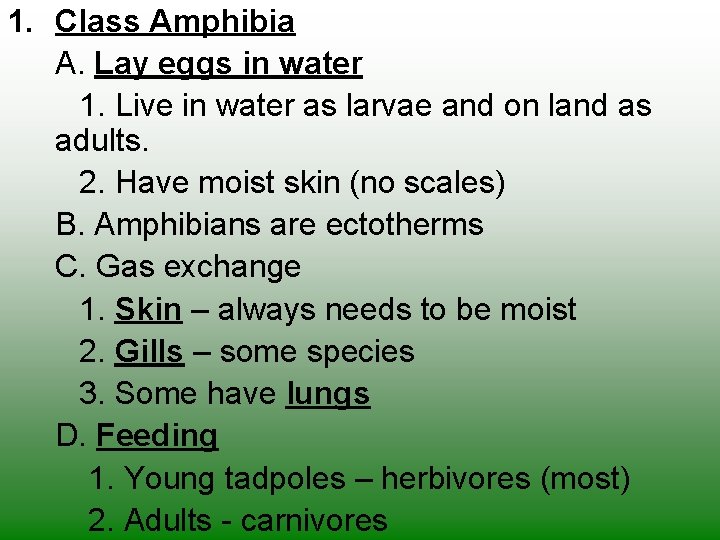 1. Class Amphibia A. Lay eggs in water 1. Live in water as larvae