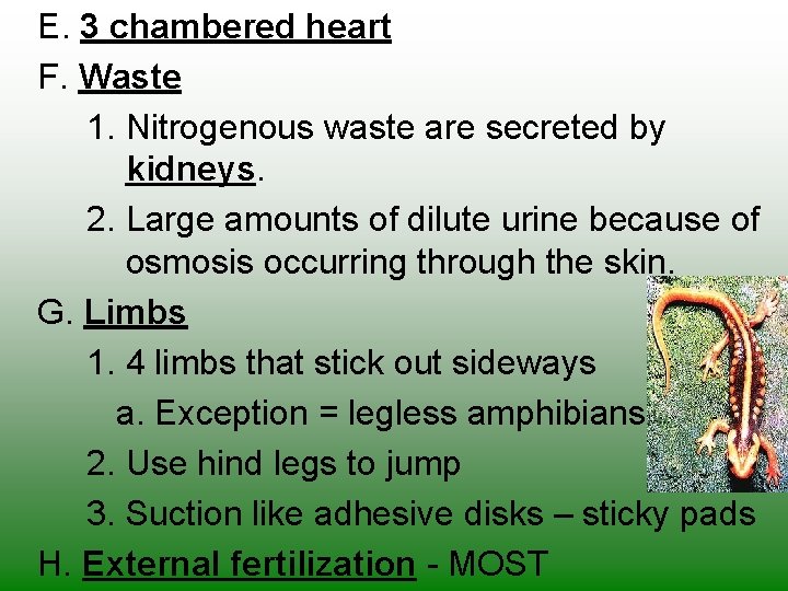 E. 3 chambered heart F. Waste 1. Nitrogenous waste are secreted by kidneys. 2.