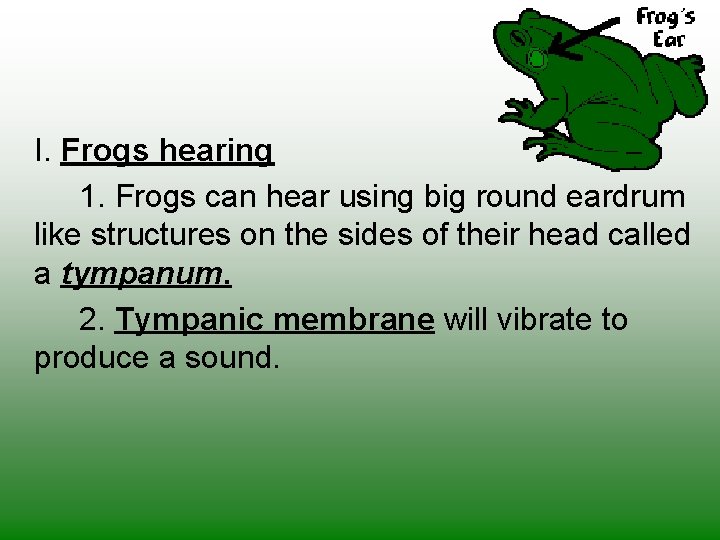 I. Frogs hearing 1. Frogs can hear using big round eardrum like structures on