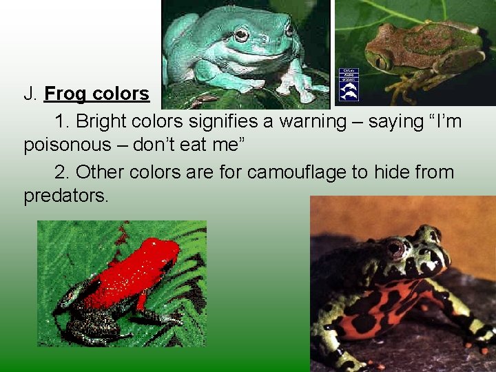 J. Frog colors 1. Bright colors signifies a warning – saying “I’m poisonous –