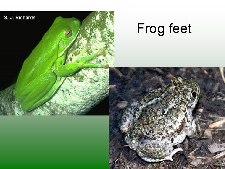 Frog feet 