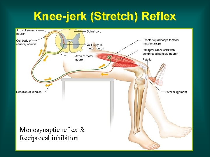Knee-jerk (Stretch) Reflex Monosynaptic reflex & Reciprocal inhibition 