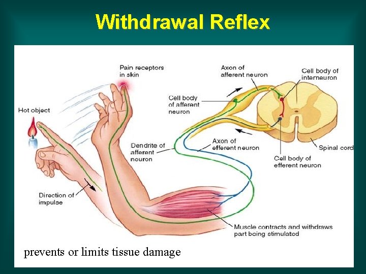 Withdrawal Reflex prevents or limits tissue damage 