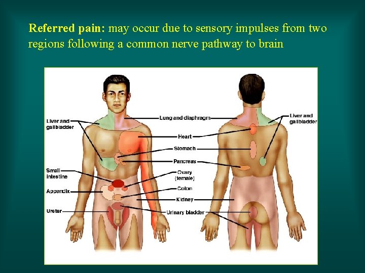 Referred pain: may occur due to sensory impulses from two regions following a common