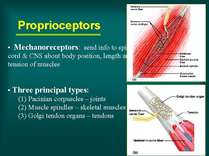 Proprioceptors • Mechanoreceptors: send info to spinal cord & CNS about body position, length