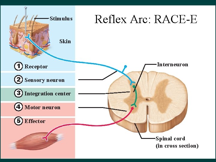 Stimulus Reflex Arc: RACE-E Skin 1 Receptor Interneuron 2 Sensory neuron 3 Integration center