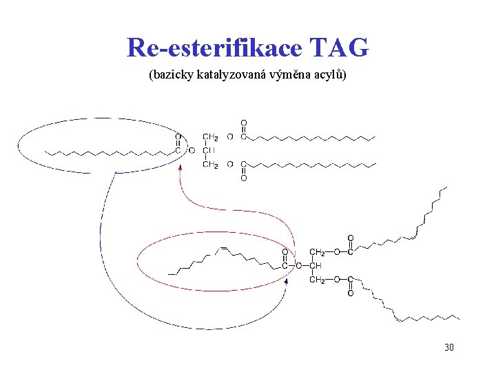 Re-esterifikace TAG (bazicky katalyzovaná výměna acylů) 30 