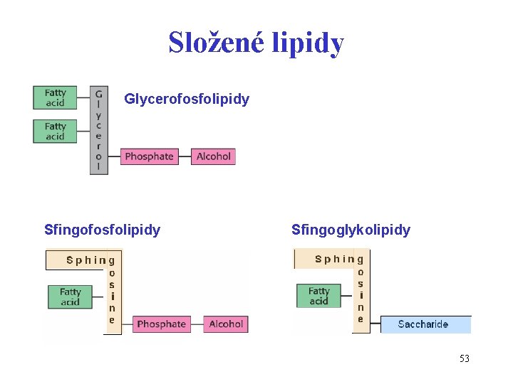 Složené lipidy Glycerofosfolipidy Sfingoglykolipidy 53 