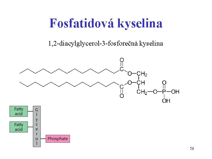 Fosfatidová kyselina 1, 2 -diacylglycerol-3 -fosforečná kyselina 56 