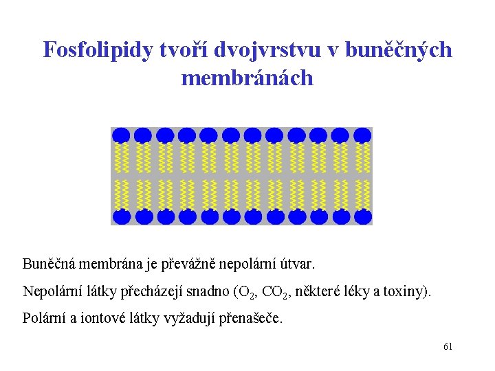 Fosfolipidy tvoří dvojvrstvu v buněčných membránách Buněčná membrána je převážně nepolární útvar. Nepolární látky