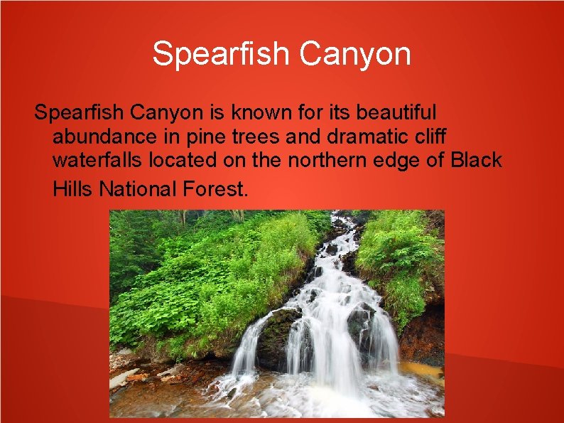 Spearfish Canyon is known for its beautiful abundance in pine trees and dramatic cliff