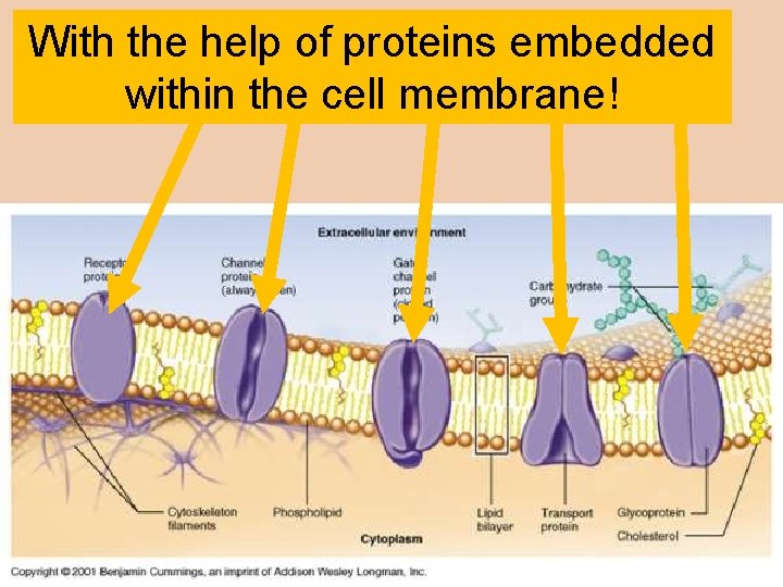 With the help of proteins embedded within the cell membrane! 