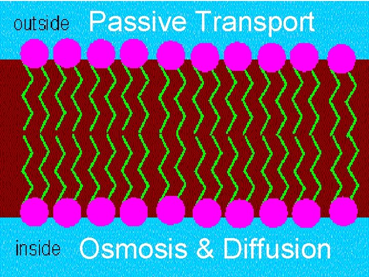 Passive Transport Osmosis & Diffusion 