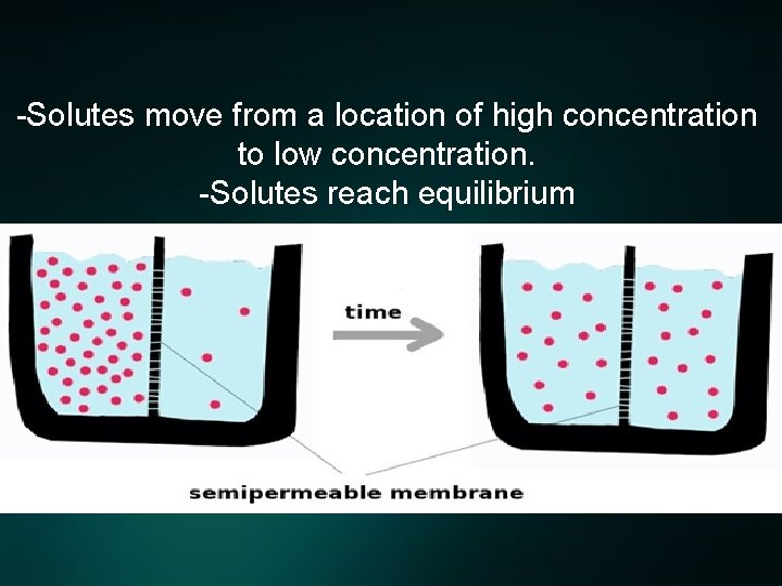 -Solutes move from a location of high concentration to low concentration. -Solutes reach equilibrium