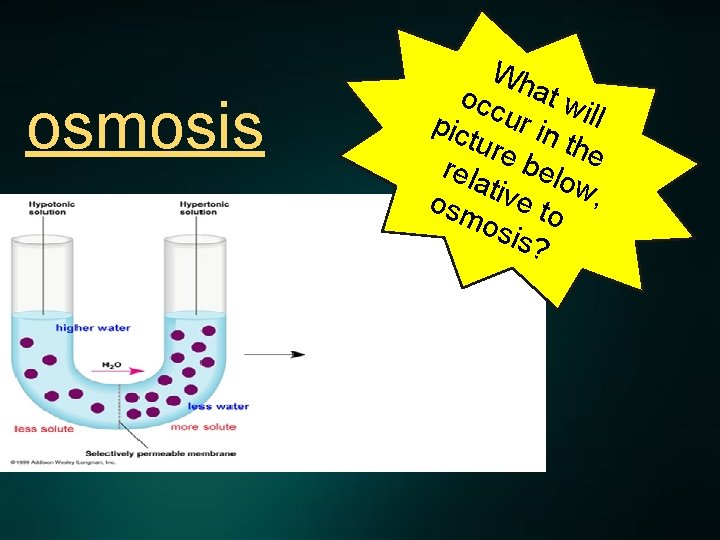 osmosis Wh occ at w pic ur in ill ture the rela belo w