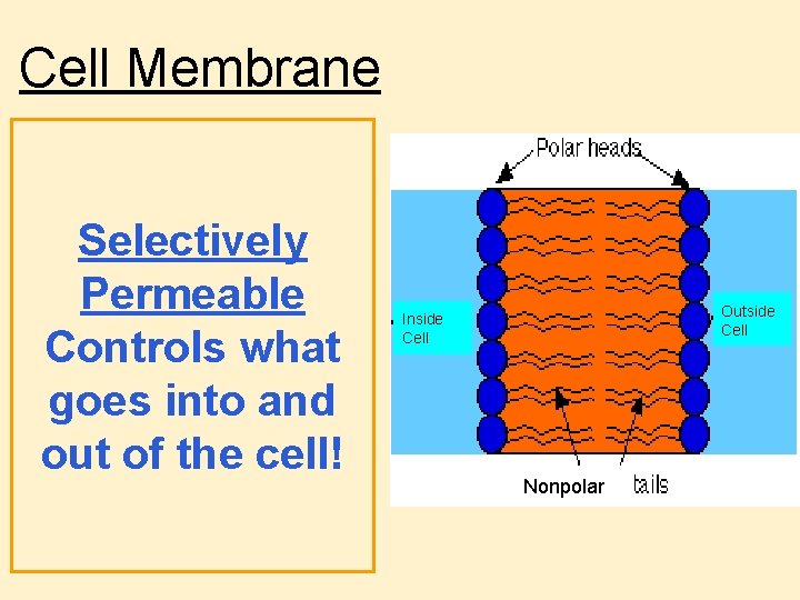 Cell Membrane Selectively Permeable Controls what goes into and out of the cell! Outside