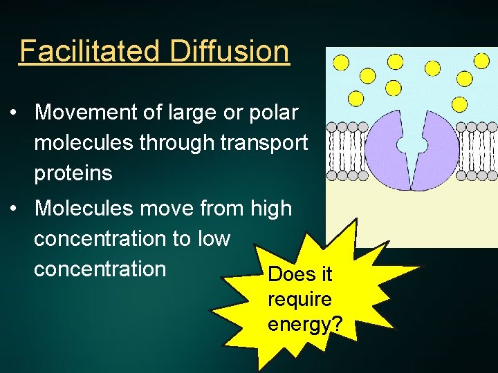 Facilitated Diffusion • Movement of large or polar molecules through transport proteins • Molecules