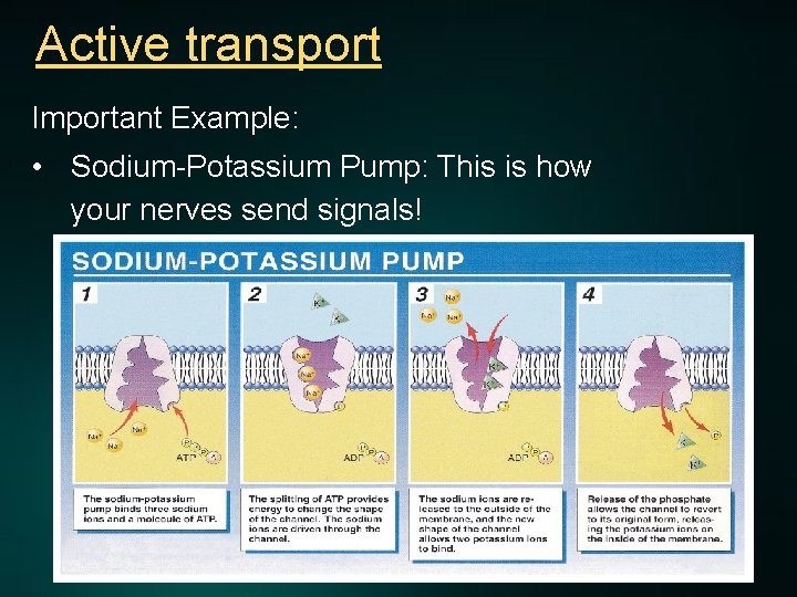 Active transport Important Example: • Sodium-Potassium Pump: This is how your nerves send signals!