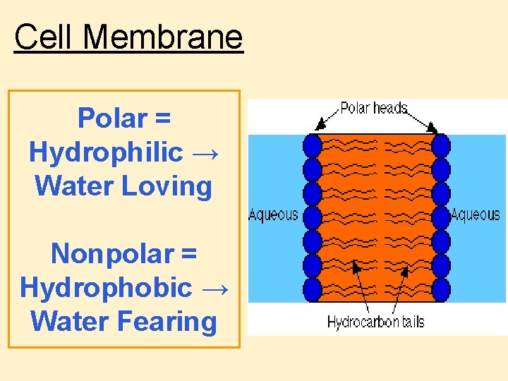 Review for Cell Membrane Structure Molecular Movement Quiz