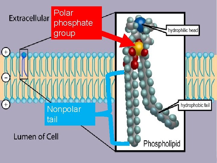 Polar phosphate group Nonpolar tail 
