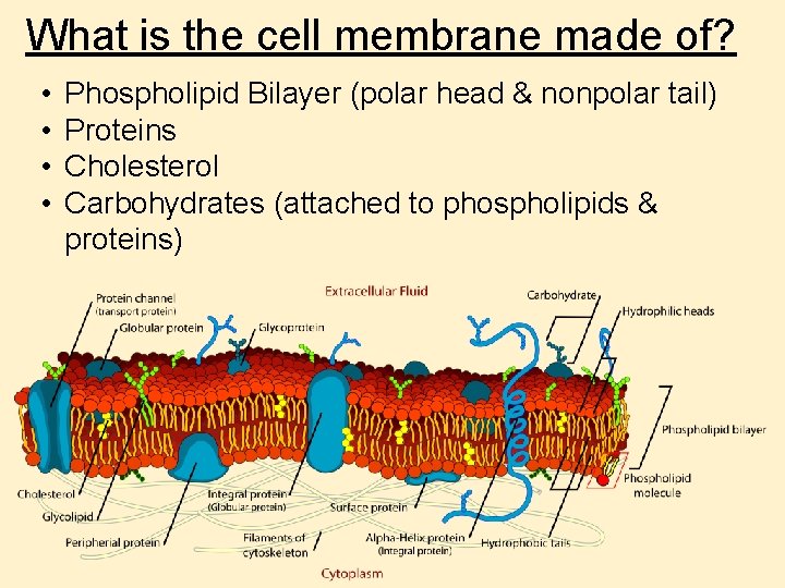 What is the cell membrane made of? • • Phospholipid Bilayer (polar head &