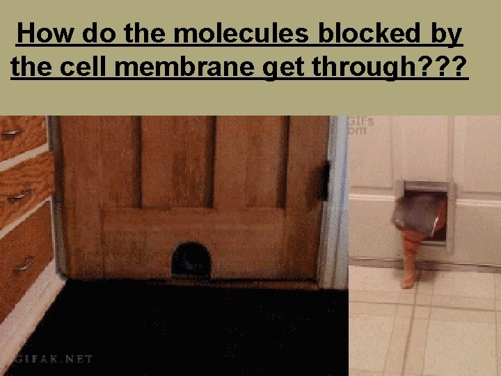 How do the molecules blocked by the cell membrane get through? ? ? 