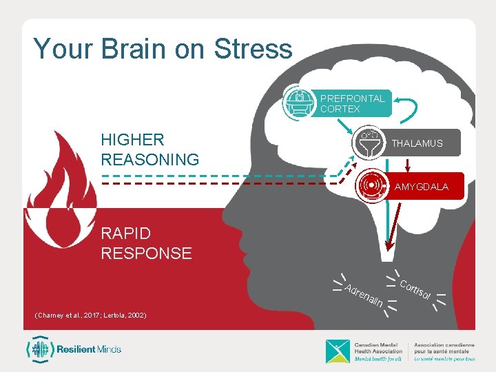 Your Brain on Stress PREFRONTAL CORTEX HIGHER REASONING THALAMUS AMYGDALA RAPID RESPONSE Ad Co