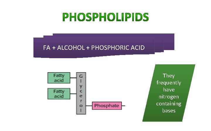 FA + ALCOHOL + PHOSPHORIC ACID They frequently have nitrogen containing bases FA + ALCOHOL + PHOSPHORIC ACID They frequently have nitrogen containing bases