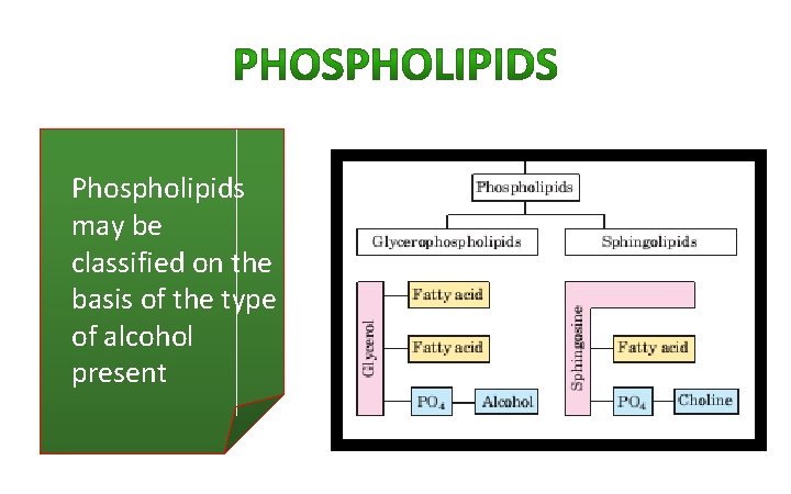 Phospholipids may be classified on the basis of the type of alcohol present Phospholipids may be classified on the basis of the type of alcohol present