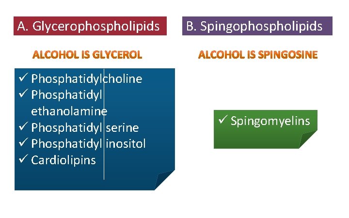 A. Glycerophospholipids ü Phosphatidylcholine ü Phosphatidyl ethanolamine ü Phosphatidyl serine ü Phosphatidyl inositol ü A. Glycerophospholipids ü Phosphatidylcholine ü Phosphatidyl ethanolamine ü Phosphatidyl serine ü Phosphatidyl inositol ü