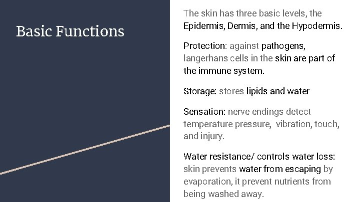 Basic Functions The skin has three basic levels, the Epidermis, Dermis, and the Hypodermis.